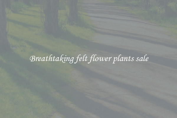 Breathtaking felt flower plants sale